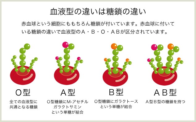 血液型の違いは糖鎖の違い